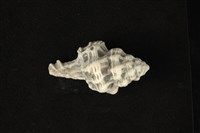 藏品(窗格骨螺)的圖片